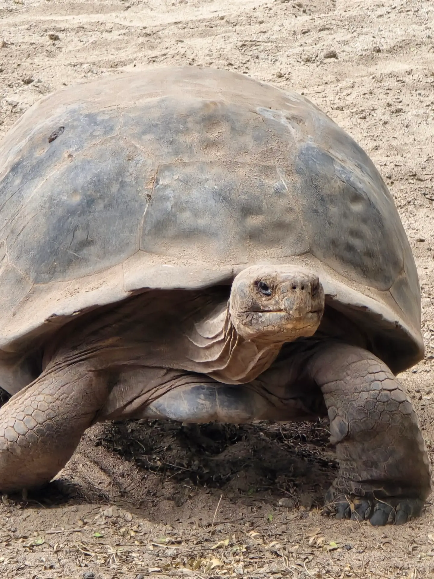 Reuzenschildpad op de Galápagoseilanden