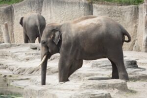 familia elefante