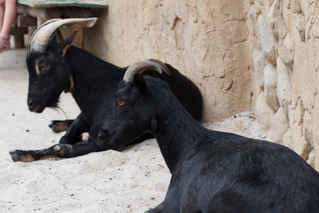 pareja de cabra
