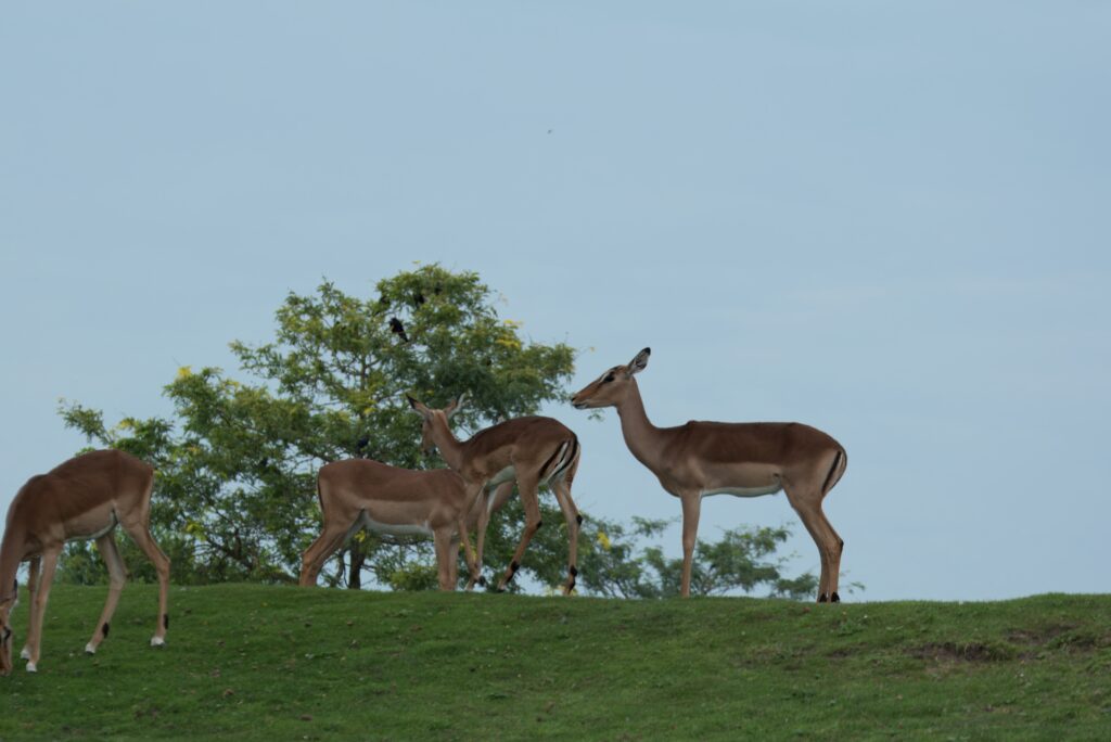 serenga area