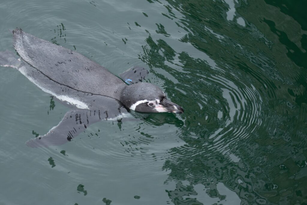 pinguin