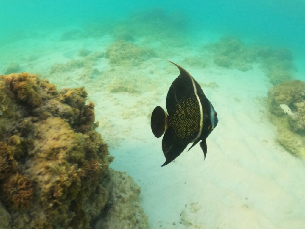 Tropische vis tijdens het snorkelen bij Boca Catalina op Aruba