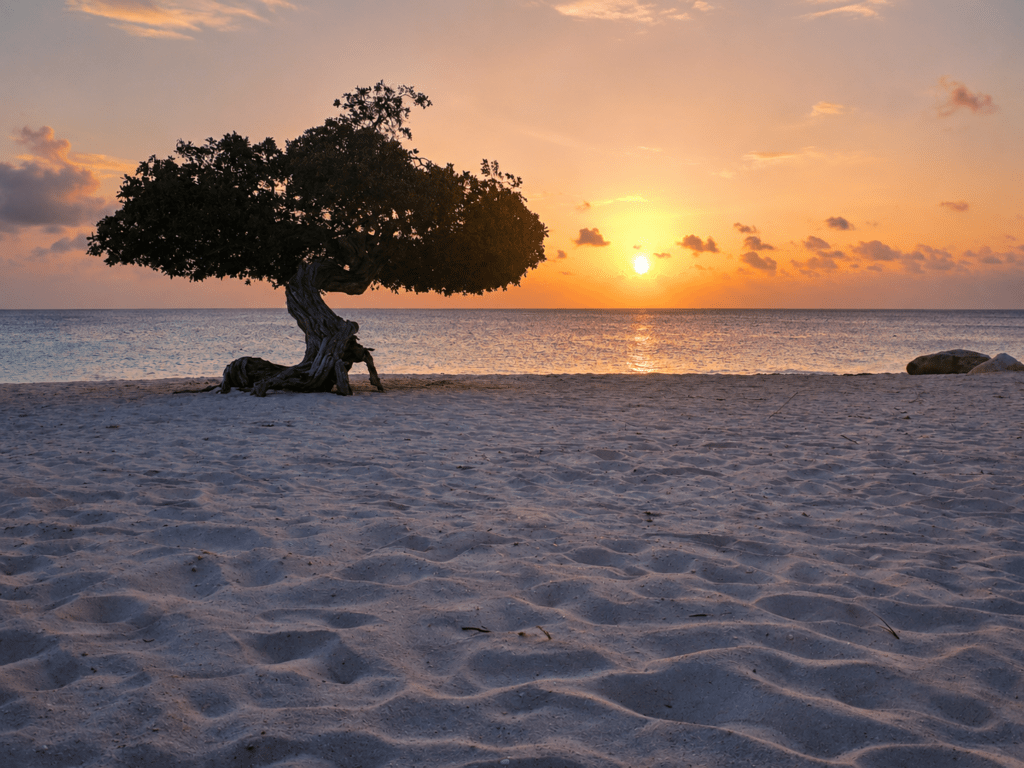 Zonsondergang op Eagle Beach Aruba met karakteristieke boom en Caribische Zee