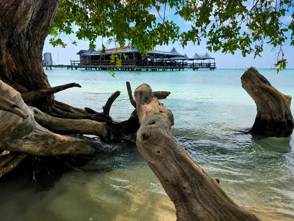 Drijfhout onder een boom met uitzicht op een houten pier boven de turquoise zee van Aruba