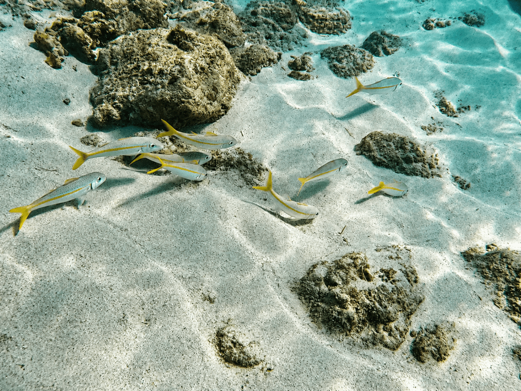Geelstaartvissen tijdens het snorkelen bij Boca Catalina Aruba