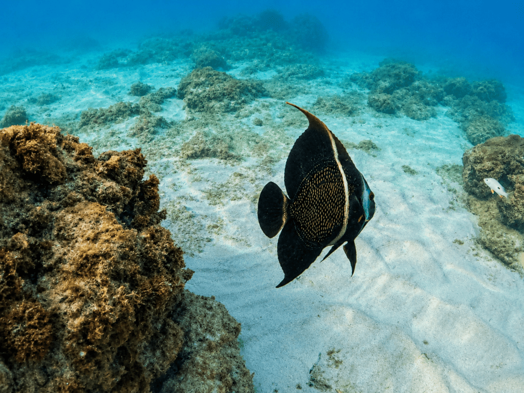 Gevlekte keizersvis tijdens het snorkelen bij Boca Catalina Aruba