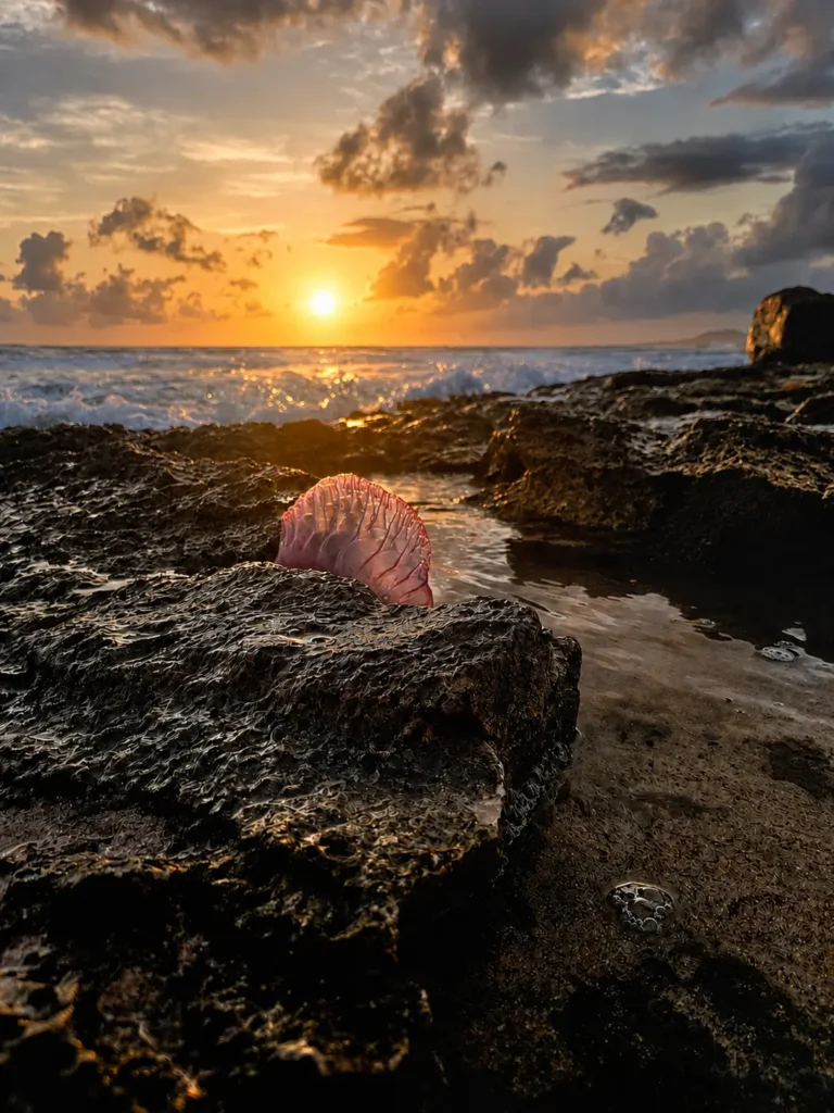 Gouden zon boven zee met donkere rotsen en een Portugees oorlogsschip aan de kust van Aruba