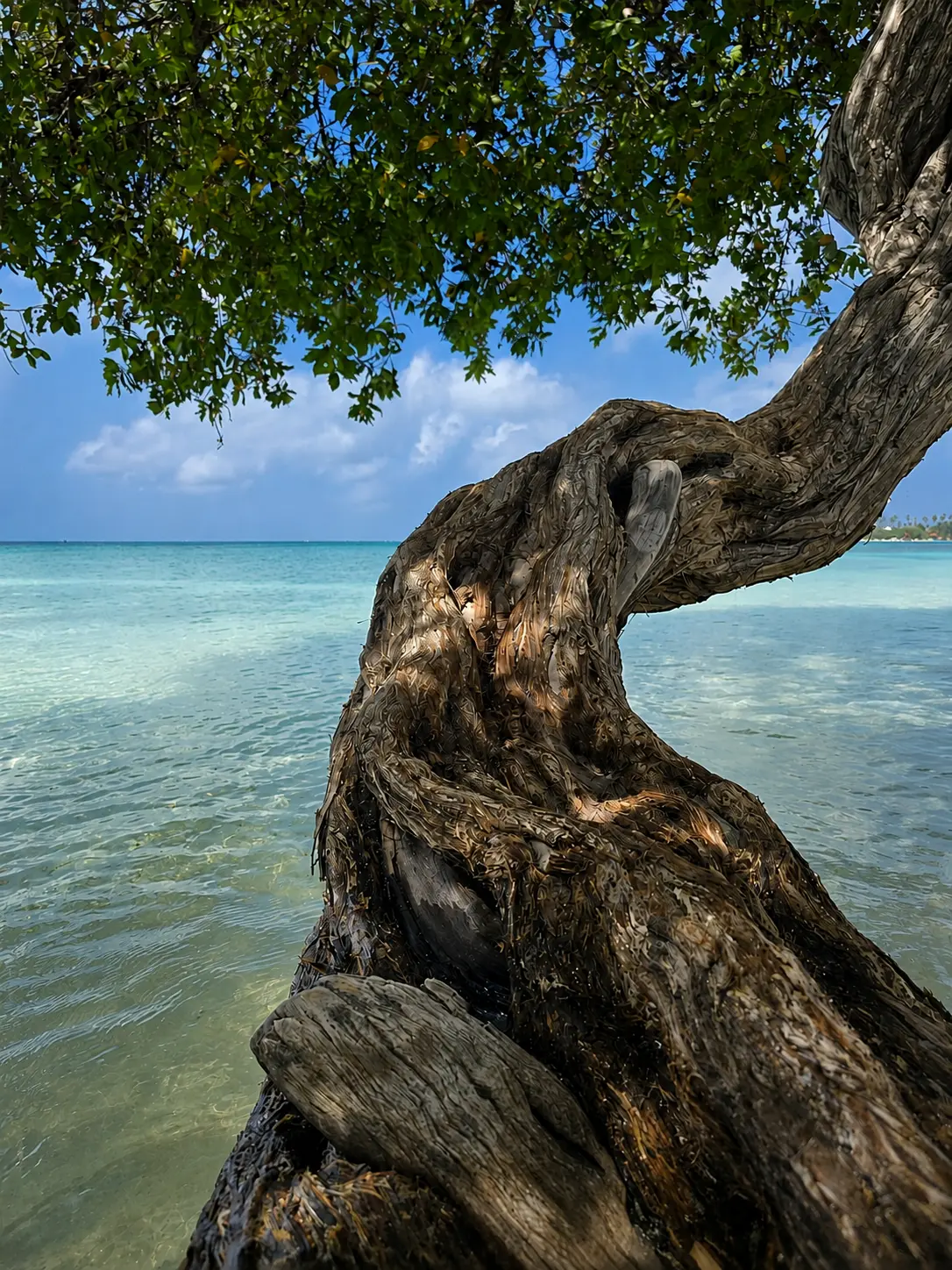 Árbol inclinado sobre el agua turquesa de la costa de Aruba