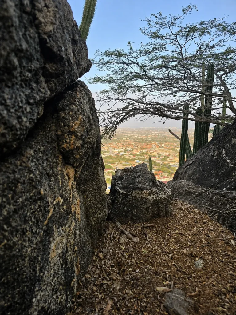 Uitzicht over de bebouwing van Aruba tussen donkere rotsen, hoge cactussen en een boom vanaf de Hooiberg