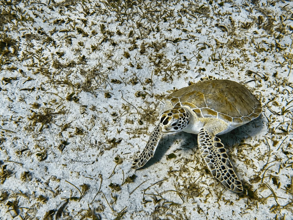 Zeeschildpad tijdens het snorkelen bij Tres Trapi Aruba