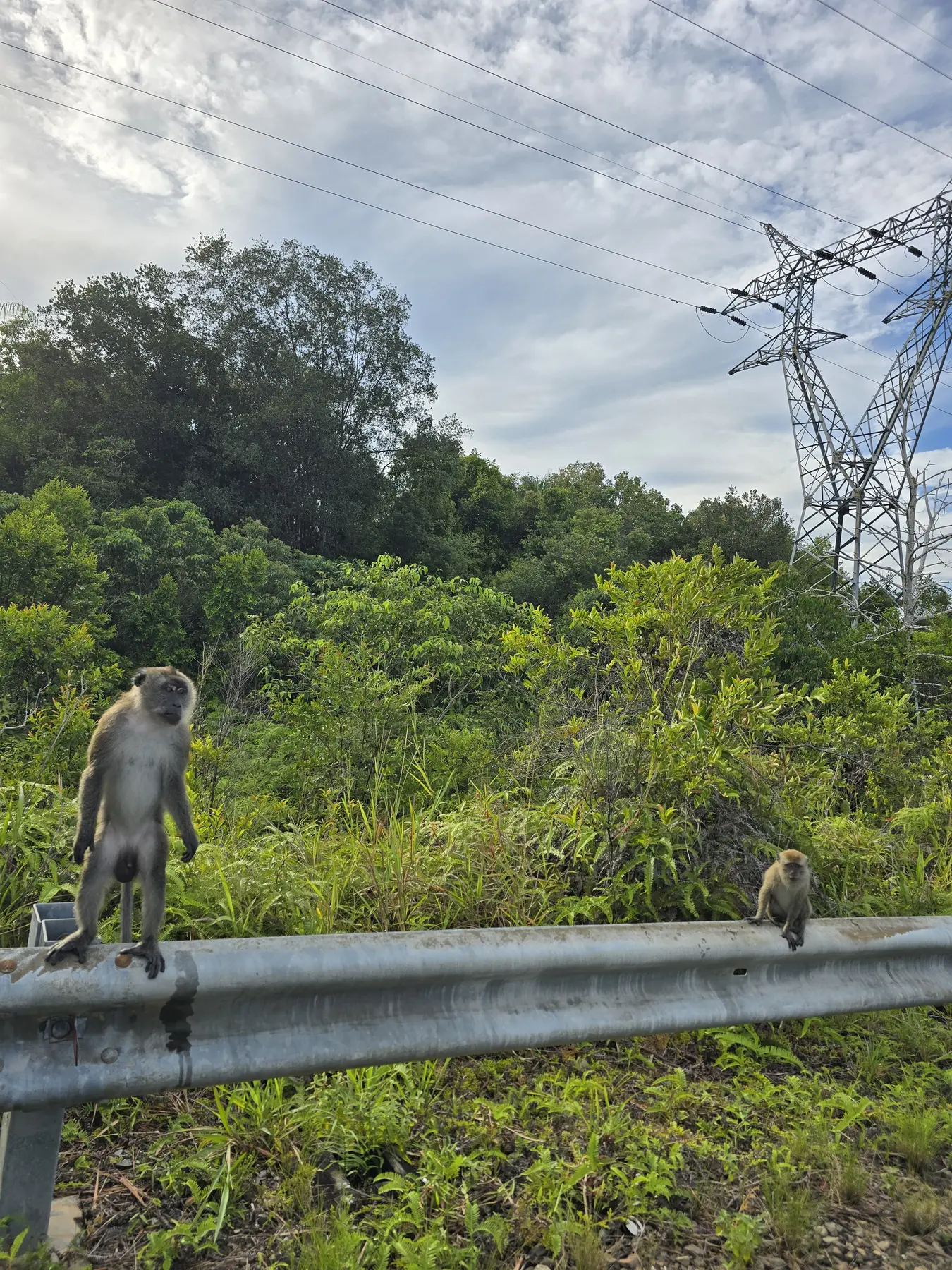 Twee apen op een vangrail langs een groene weg op Bintan