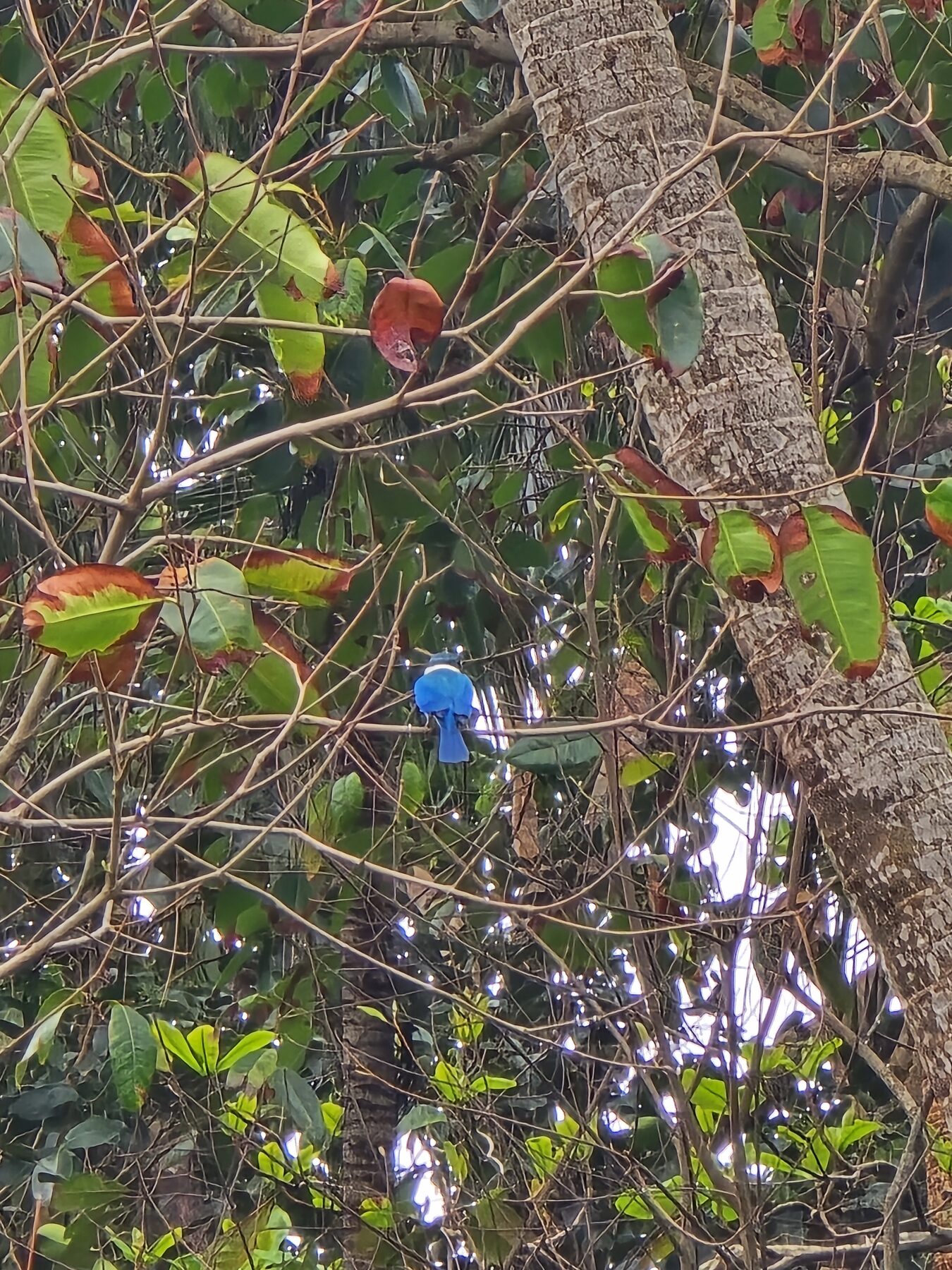 Slang op een tak tussen bladeren in de mangrove van Bintan