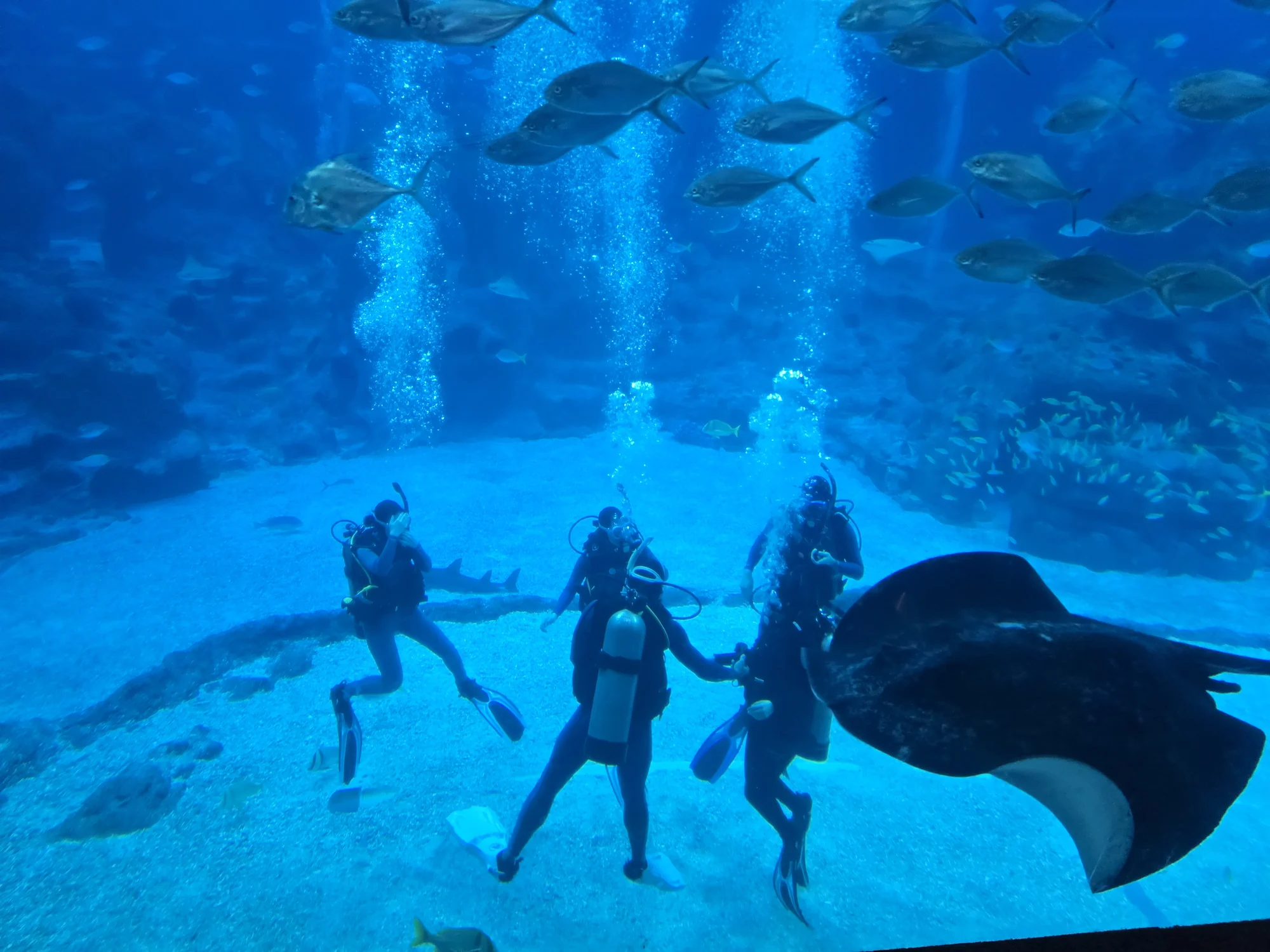 Duikers zwemmen tussen vissen en een grote rog in het toenmalige S.E.A. Aquarium op Sentosa