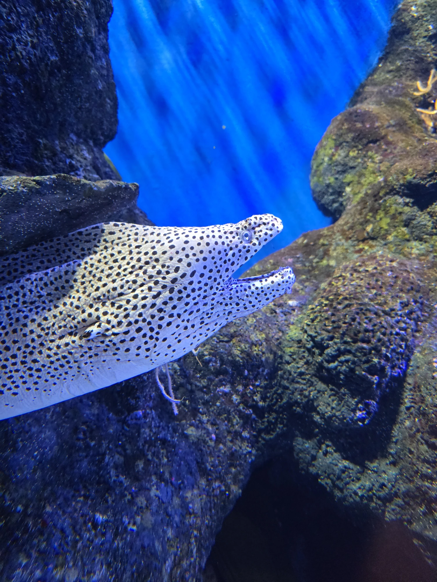 Murene tussen rotsen in het toenmalige S.E.A. Aquarium op Sentosa