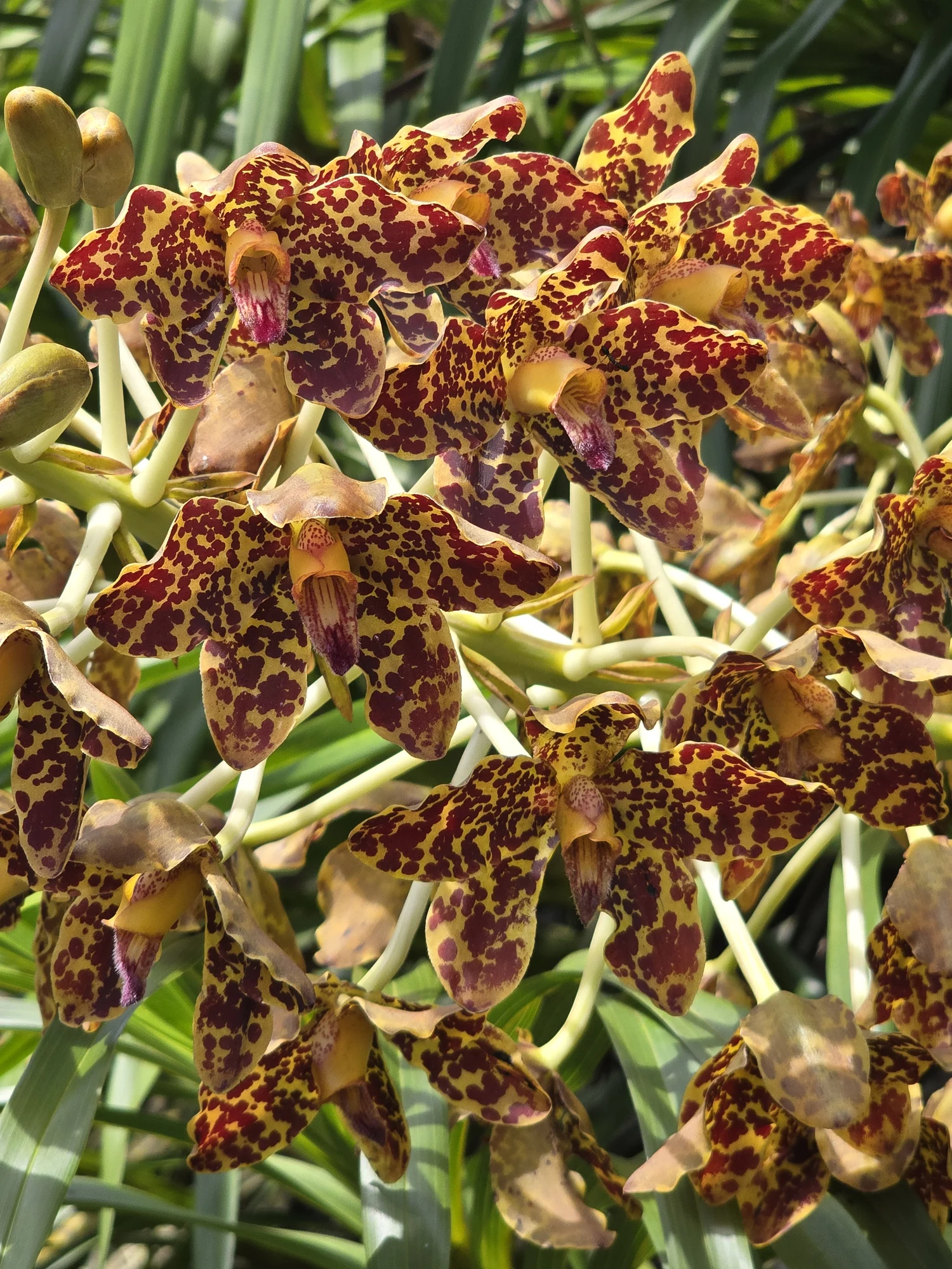 Tropische orchideeën in een groene tuin in Singapore