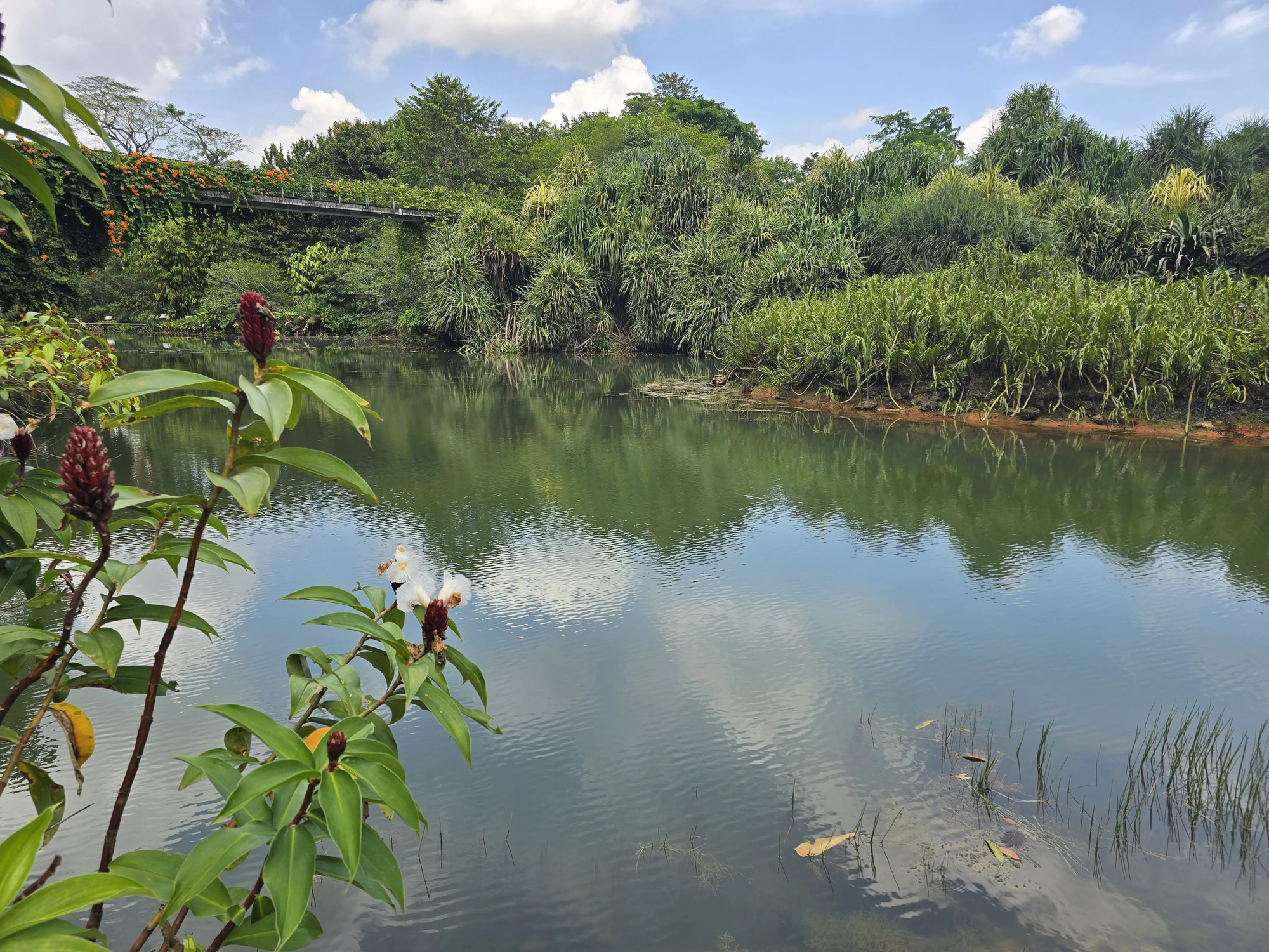 Groene vijver met weerspiegelingen in Singapore Botanic Gardens